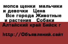 мопса щенки -мальчики и девочки › Цена ­ 25 000 - Все города Животные и растения » Собаки   . Алтайский край,Бийск г.